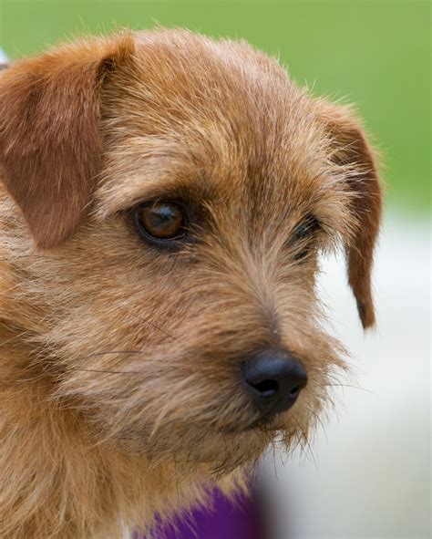 Terrier Dog Breeds Pictures