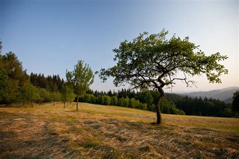 Free Images Landscape Tree Nature Forest Grass Horizon