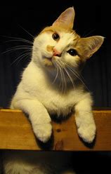 Image result for images of puzzled cat