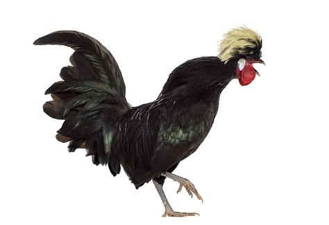 12 Different Types Of Chickens Breeds Nayturr