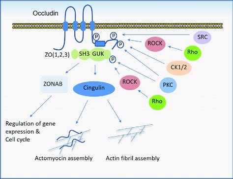 Regulation Of Occludin Mediated Cell Cell Junction Assembly And