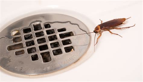 Bathroom Bugs Identification Tiny Bugs Found In Bathroom
