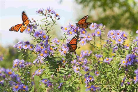 10 Foolproof Wildflowers You Can Grow Plants That Attract Butterflies