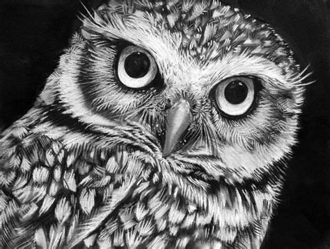 Burrowing Owl Drawing By Sharlena Wood Pixels