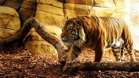 Tiger hd wallpapers for free download. Tiger Wallpapers (65+ pictures)