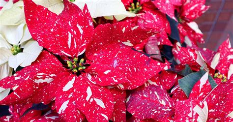 How To Grow And Care For Poinsettia Plants Gardeners Path