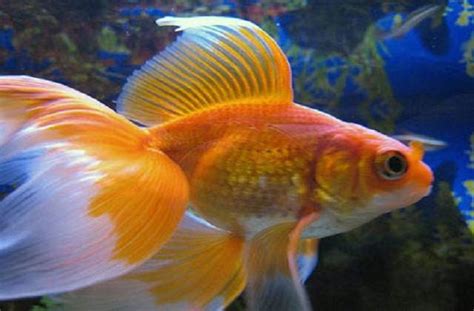 Goldfish Care Types Pictures Diseases And Treatment Veiltail