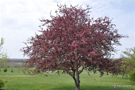 While other species of crabapples bloomed profusly, this one choked. Malus 'Profusion' - The Site Gardener