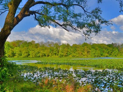 Nature River Swamp Rosewood Grass Sky Clouds Wallpaper Hd Free Download