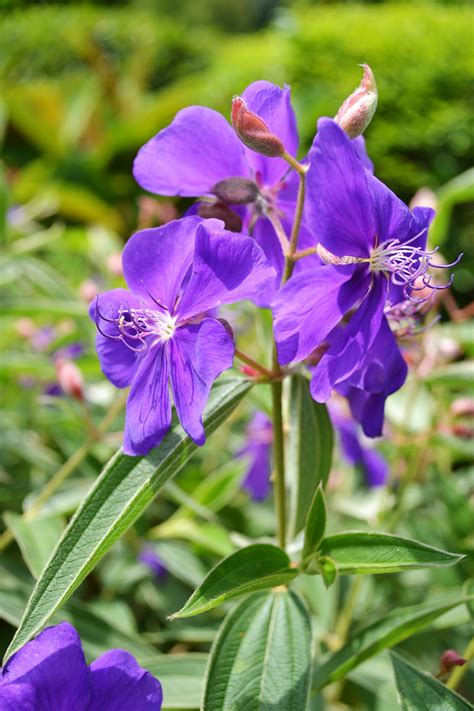 Beautiful Purple Flower Free Stock Photo Public Domain Pictures