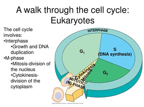 Ppt The Cell Cycle Powerpoint Presentation Free Download Id39752
