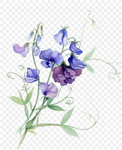 Watercolor Painting Flower Sweet Pea Png 2700x3307px Watercolor