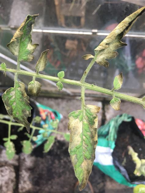 Help Identifying Tomato Plant Disease Please — Bbc