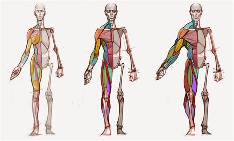 News Body Type Diagram Human Anatomy Human