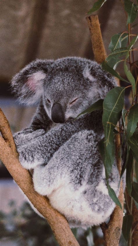 Koala Aesthetic Wallpapers Top Free Koala Aesthetic Backgrounds