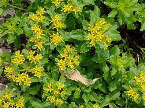 Ground Cover Perennial Plant Golden Creeping Sedum Yellow Etsy