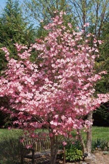 Most dogwood flowers are pure white with rusty red spots around the edges of all four petals. Flowering Dogwood | Inexpensive landscaping