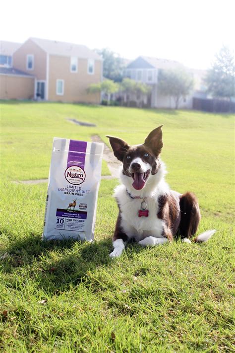 Wherever you may be right now, we hope you're excited to find out a little more about nutro, and how their puppy food and dog food can benefit your little fluffy friend. NUTRO Dog Food #ad | Nutro dog food, Dog food recipes ...