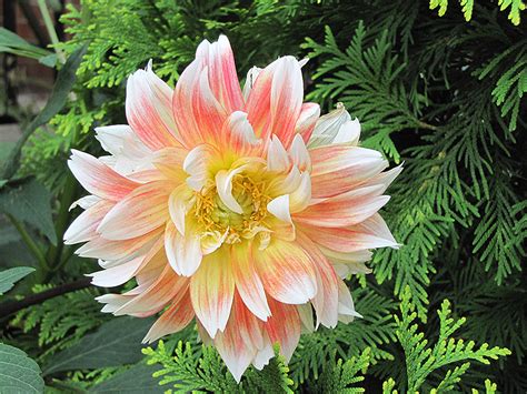 Cactus dahlias, semi cactus dahlias, decorative dahlias, pompon dahlias, ball dahlias, anemone dahlias, collarette dahlias, mignon dahlias, single dahlias, peony dahlias, orchid dahlias. Peaches And Cream Dahlia (Dahlia 'Peaches And Cream') in ...