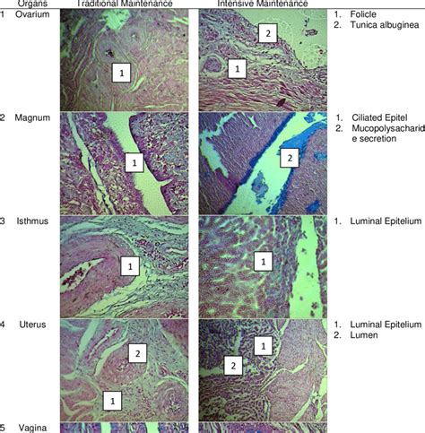 Histological Characteristics Of Female Duck Reproductive Organs