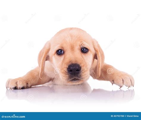 Collection 90 Pictures Sad Puppy Faces Pictures Superb