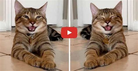 Meet Chestnut The Laughing Cat That Became A Famous Cat Joke Meme