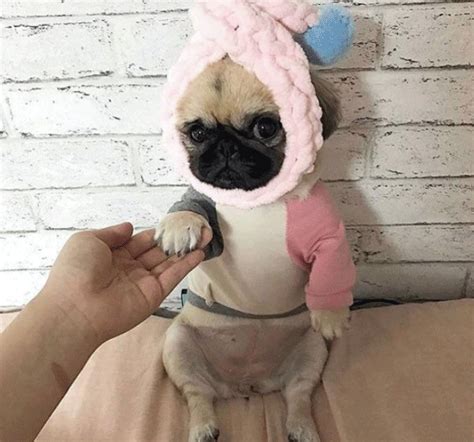 Wifflegif has the awesome gifs on the internets. CUTEST PUG IN THE WORLD CONTEST — Pug Jokes