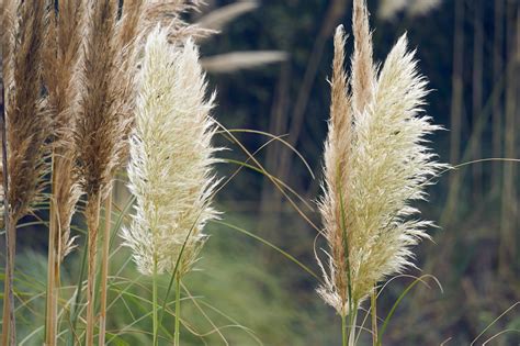 Reed Flowers Free Stock Photo Public Domain Pictures