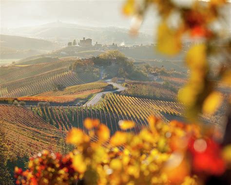 Piedmont Vineyards Italy Digital Art By Massimo Ripani Pixels