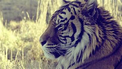 Tiger Wallpapers Backgrounds Animals Widescreen Desktop 4k