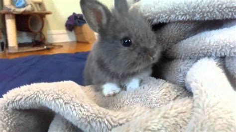 Cute Baby Bunny Rabbit Rescued So Adorable Exploring