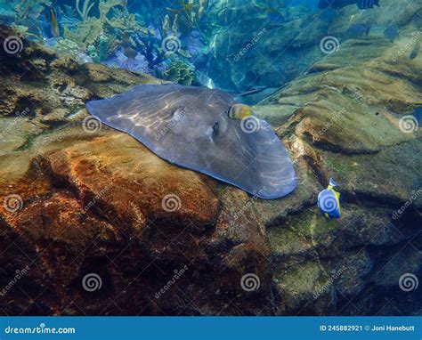 A Stingray Swimming Over Coral And Rock Reef Underwater Editorial Photo