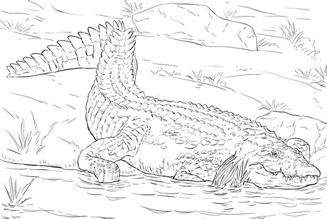 Realistic Nile Crocodile Coloring Page Free Printable Coloring Pages