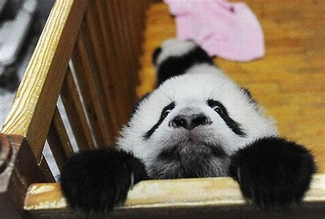 Panda Escape Baby Animal Zoo