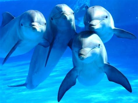 delfines se aprenden los ‘nombres de sus amigos para formar grupos centranews