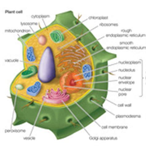 Cell walls are present in most prokaryotes (except mollicute bacteria), in algae, fungi and eukaryotes including plants but are absent in animals. Animal and Plant Cell Rap Tutorial | Sophia Learning