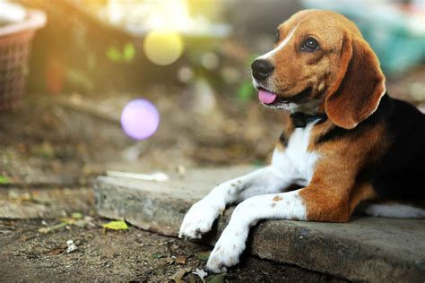 This huge list is divided into multiple sections, allowing you to skim for names that fit your particular. Beagle Dog Names | Popular Male and Female Names | Wag!