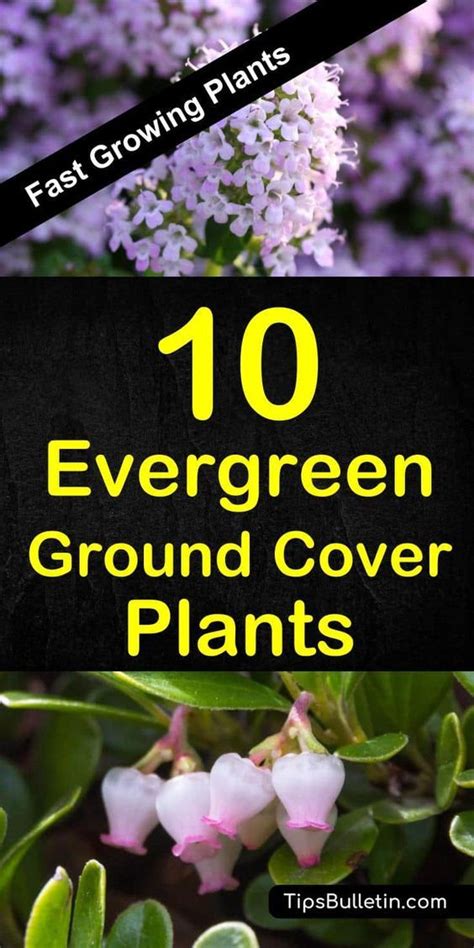 See more ideas about evergreen, ground cover, plants. The 10 Best Evergreen Ground Cover Plants that Grow ...