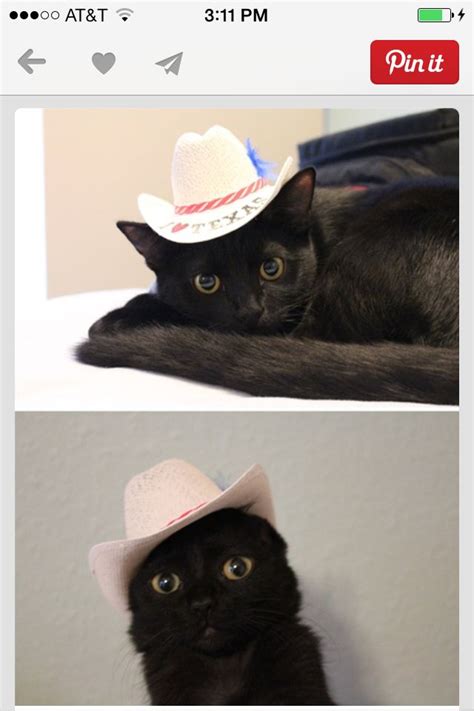 Look At His Little Cowboy Hat Cute Cats Beautiful Cats Crazy Cats