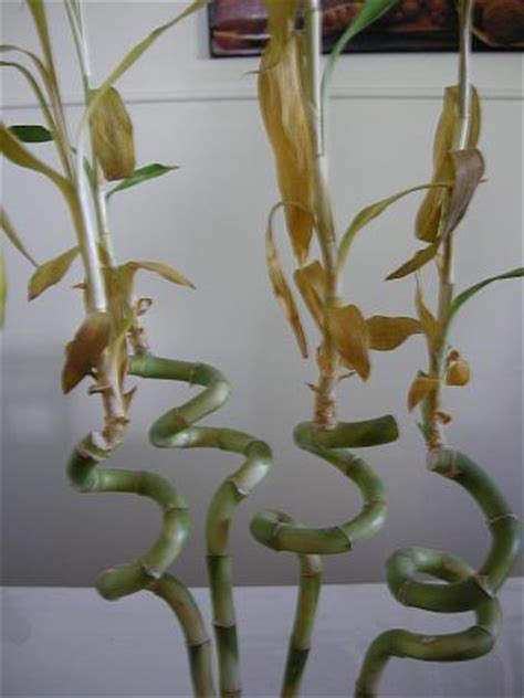 We sell decorative sugi bamboo planters see more info. Yellow Lucky Bamboo Leaves Are A Sign Of Too Much Cold & Light
