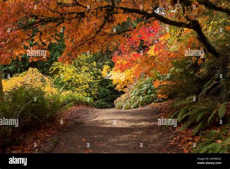 Lush Vibrant Fall Colors In Washington Park Arboretum In Seattle Stock