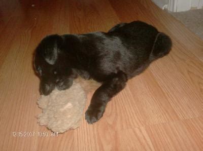 Some dogs will vomit and have bloody diarrhea, but continue to eat or drink. Puppy With Blood in its Stool | ThriftyFun