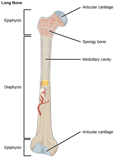 Long Bone Model Diagram Unit 12 The Skeletal System Douglas College