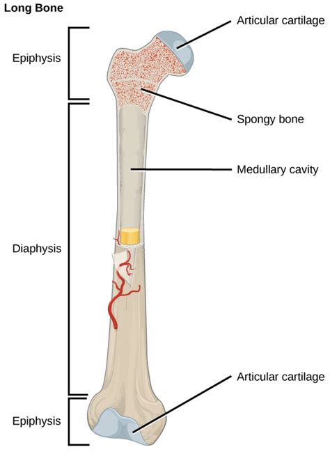 Bone | Biology II