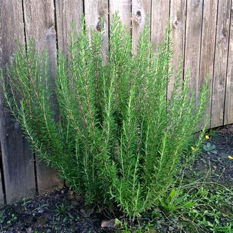 How To Grow Rosemary A Guide For The Horticulturally Challenged