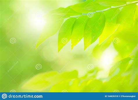 Fresh Green Nature Tree Leaves On Blurred Background In The Spring