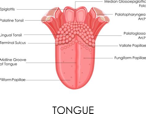 Lingual Tonsil Illustrations Royalty Free Vector Graphics And Clip Art