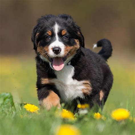 Mini Bernese Mountain Dog Puppies For Sale Near Me Pin On Misc A