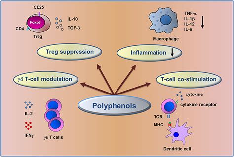 Frontiers Polyphenols Immunomodulatory And Therapeutic Implication