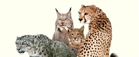 types big cats wild cats  listly list